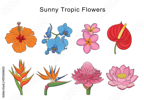 Collection of vibrant tropical flowers in illustration style for design and decor