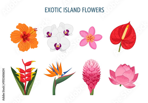 Collection of eight vibrant and exotic tropical island flowers, including hibiscus, orchids, and birds of paradise, presented in a clean vector illustration