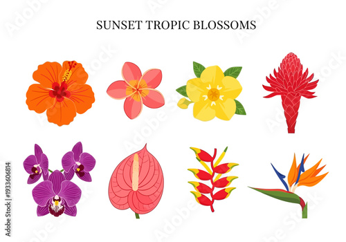 Beautiful Collection of Tropical Flowers with Vivid Colors