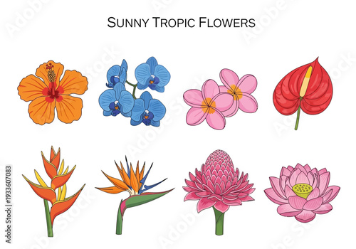 Collection of Various Brightly Colored Tropical Flowers, Exotic Blooms and Floral Arrangements