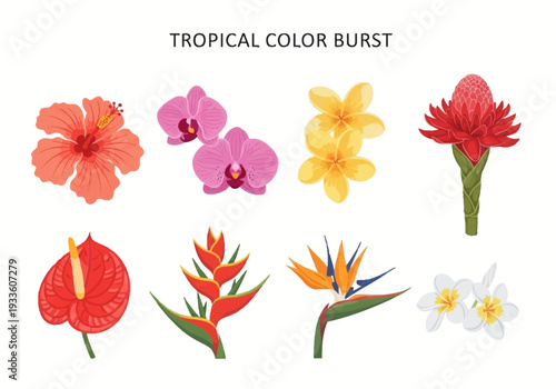 Vibrant Collection of Tropical Exotic Flowers Including Hibiscus Orchid Anthurium Heliconia Bird of Paradise Plumeria and Ginger