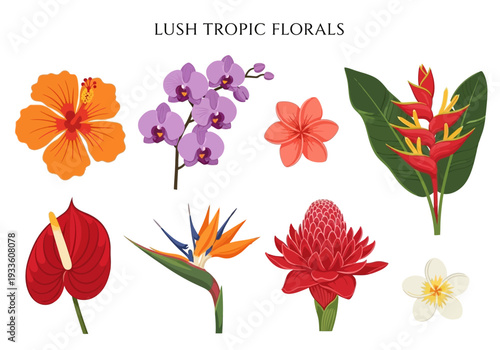 Collection of lush tropical floral illustrations featuring hibiscus, orchid, plumeria, heliconia, anthurium, bird of paradise, torch ginger, and frangipani