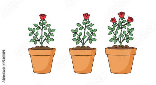 Three terracotta-colored potted rose plants with green stems and leaves display one or two red roses on a white background.