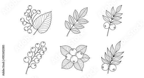 A detailed illustration of various leaf and berry branches in a simple line drawing style