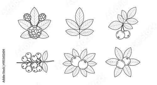 A detailed illustration of various berry branches with leaves on a white background
