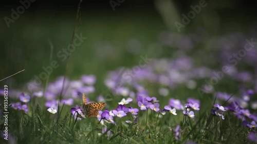Closeup of Queen butterfly spain fritillary collecting nectar on spring blooming flowers on mountain meadow, cinematic selective focus