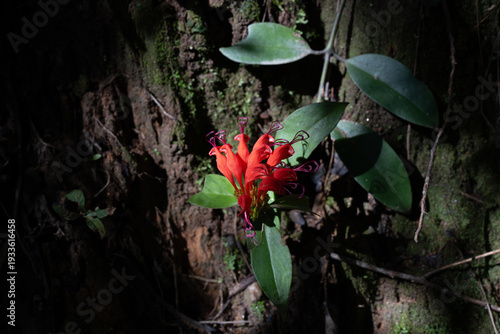 Εκτύπωση καμβά Vivid Red Tropical Flower Blooming on Mossy Tree Bark in Dark Forest