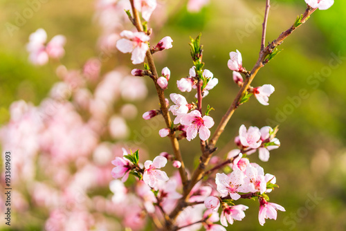 Peach trees blossom in spring