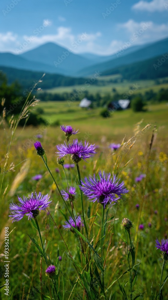 Obraz premium Scenic mountain valley covered with vibrant purple wildflowers and green forests under blue sky, summer alpine landscape.