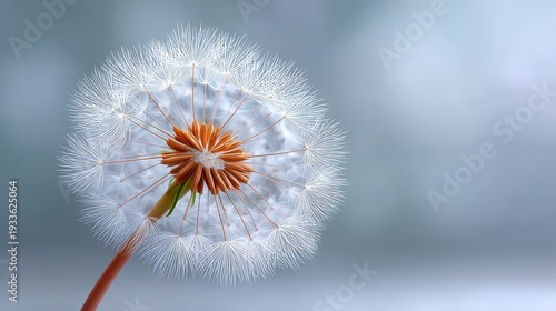 Delicate Dandelion Seed Head with Fluffy White Puffs Against a Soft Blue Background