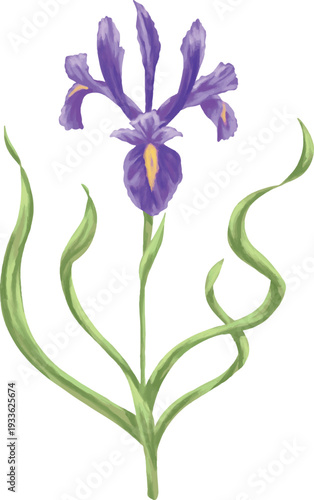 Iris Flower Botanical Vintage Painting Floral Illustration