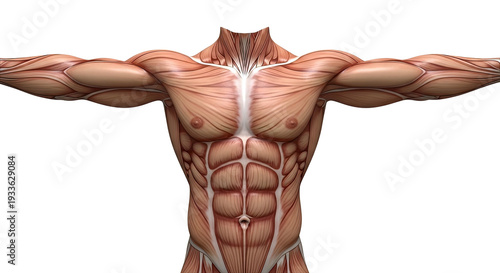 3D Human Torso Musculature Anatomy