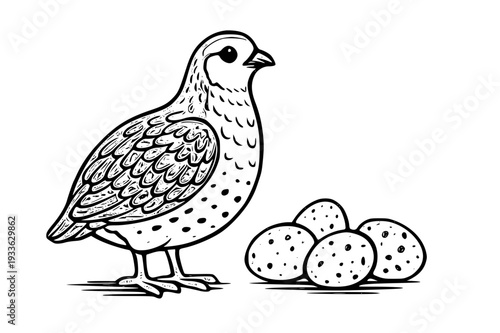 Cute quail standing next to eggs in a charming illustration