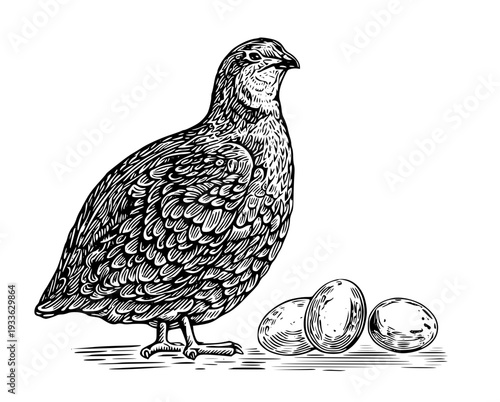 Detailed illustration of quail standing next to eggs