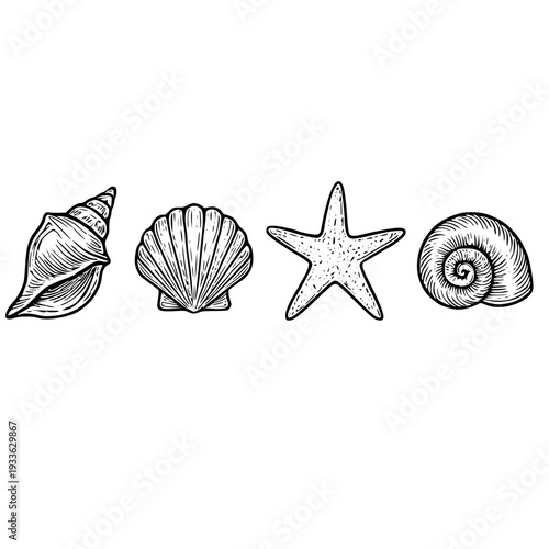 Beautiful ocean shells and starfish in a line