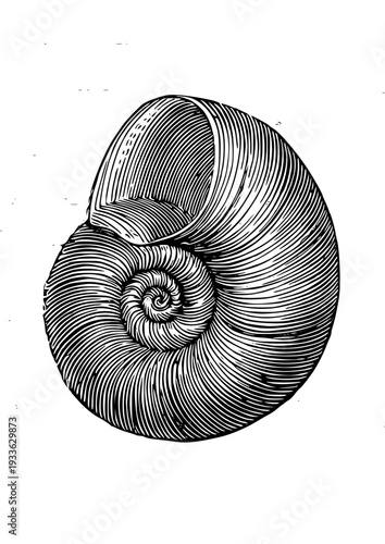 Vintage nautilus shell with intricate spiral design