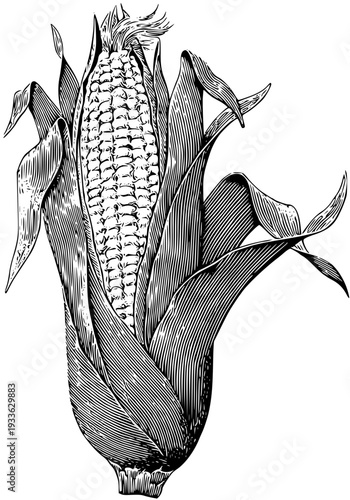 Vintage black and white illustration of corn on the cob