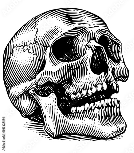 Detailed illustration of a human skull in profile view