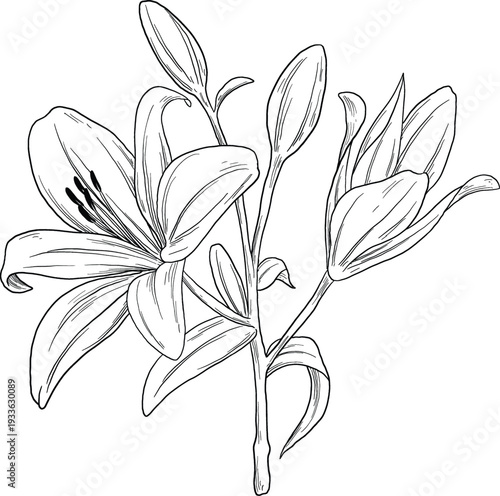 Lily Flower Botanical Sketch Elegant Vintage Line Illustration