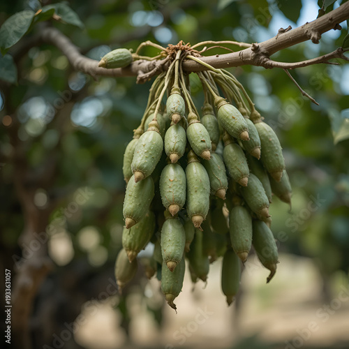 Carob tree branch with green fresh raw seed pods hanging on farm at Ikaria island, Greece longevity blue zone macro closeup