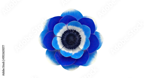 Close-up of a vibrant blue and white anemone flower