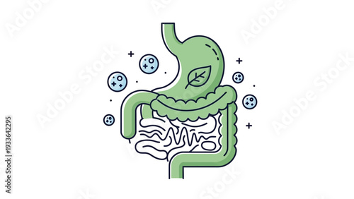 Human Digestive System Anatomy Illustration.