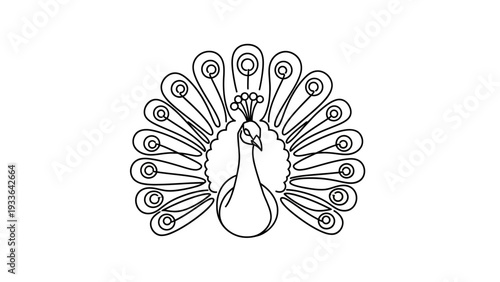 Peacock Bird Animal Illustration.