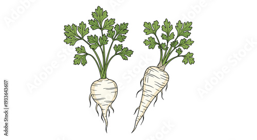 Two organic parsnip root vegetables with fresh green leaves in a detailed vintage hand drawn engraving style on a white background.