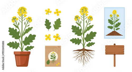 Detailed botanical illustration set of a yellow flowering plant showing different stages including seeds, roots, leaves, and full bloom.