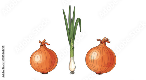 Fresh vegetable harvest including two large yellow onions and a tall green scallion isolated on a plain white background.