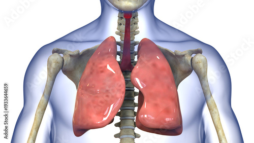 Human Respiratory System Lungs Anatomy