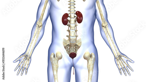 Human Urinary System Kidneys with Bladder Anatomy
