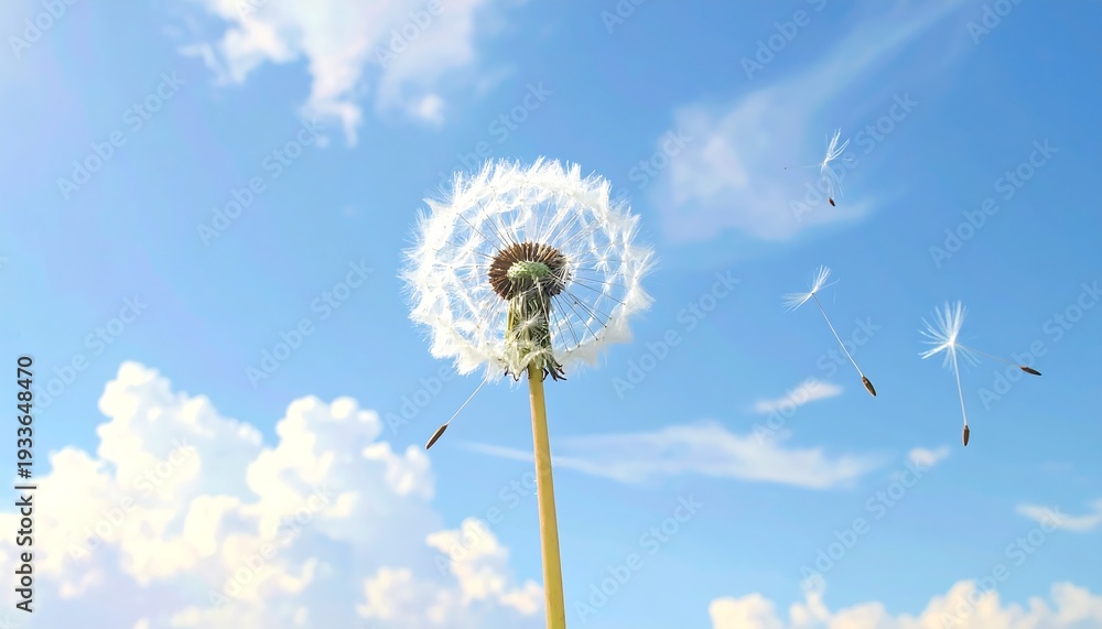 Fototapeta premium A lone dandelion stands tall against a vibrant blue sky