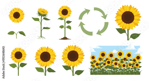 Infographic-style illustration showing various growth stages of a sunflower from sprout to full bloom, plus a field scene and cycle icon.
