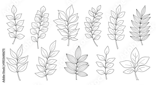 Set of delicate black and white line art illustrations depicting various types of leafy branches and stems for elegant botanical designs.