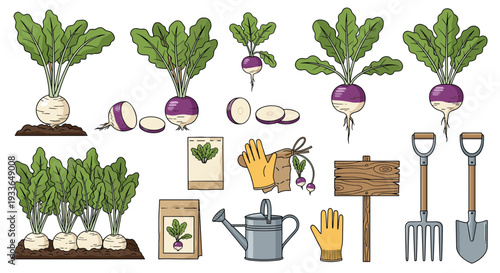 Complete turnip farming set including mature plants, sliced roots, seeds, gardening tools, a watering can, and gloves.