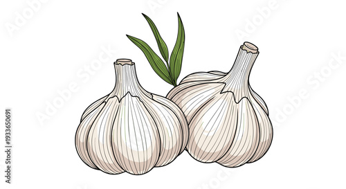 Realistic artistic illustration of two white garlic bulbs with a few small green leaves behind them on a clean white background space.