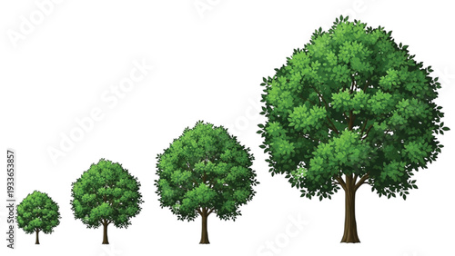 Four Green Trees Growing in Size Sequence growth nature