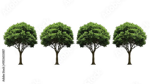 Four Green Trees in a Row on White Background four trees 1