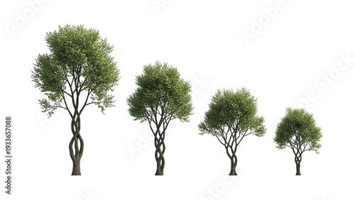 Four Green Trees with Twisted Trunks in a Row four trees