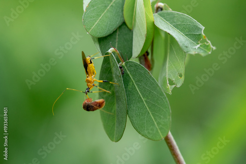 Insect eating in wildlife