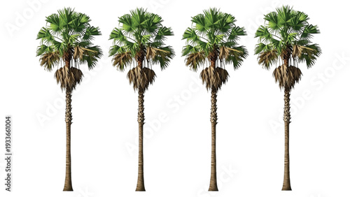 Four Tall Green Palm Trees with Fronds on White Background