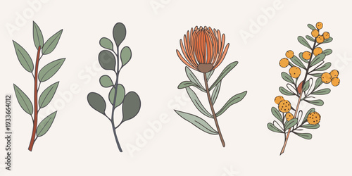 Botanical illustration featuring various australian native floral arrangements