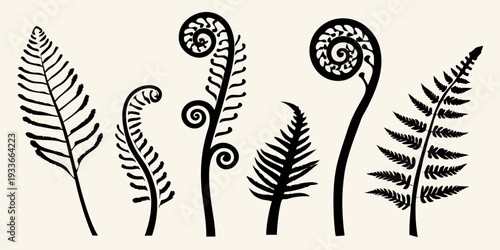 Stylized black and white illustration of various fern fronds and spirals