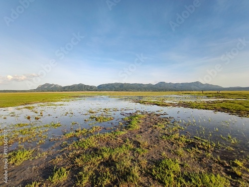 Panoramic landscape of a flooded green field with fresh grass and water reflections under a clear blue sky. 