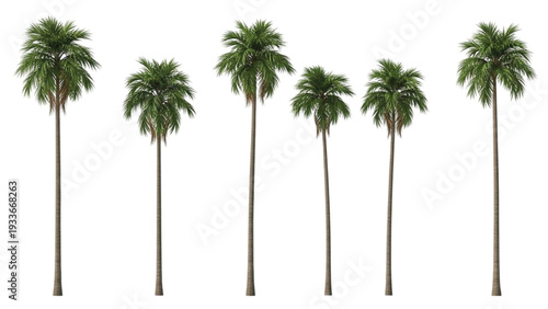 Six Tall Green Palm Trees Against White Background