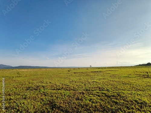 green field and blue sky
