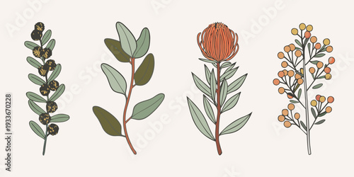 Botanical illustration featuring protea eucalyptus and other flowering branches