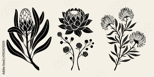 Elegant botanical illustration featuring various protea and thistle blooms