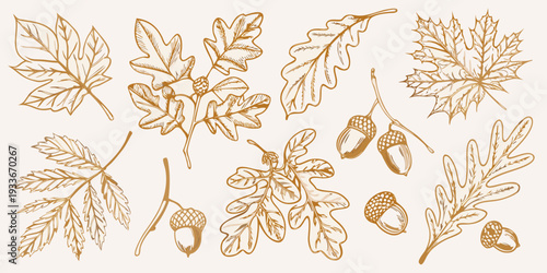 Vintage botanical illustration of various autumn leaves and acorns